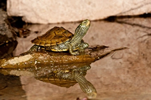 MapTurtle, Graptemys geographica, Native to Northeastern US MapTurtle, Graptemys geographica, Native to Northeastern US