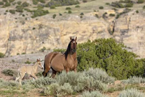 Mare with newborn foal in the Bighorn National Recreation Area, Montana, USA Mare with newborn foal in the Bighorn National Recreation Area, Montana, USA