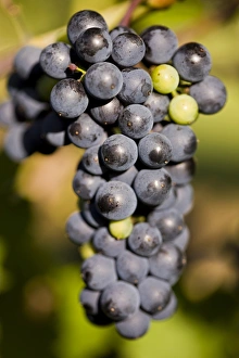 Marechal Foch grapes at the vineyard at Jewell Towne Vineyards in South Hampton Marechal Foch grapes at the vineyard at Jewell Towne Vineyards in South Hampton