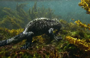 Images Dated 27th March 2003: Marine Iguana (Amblyrhynchus cristatus) underwater as they go out to sea to feed