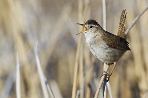 Wren Bird Prints: Marsh Wren Singing