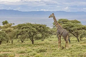 Masai Giraffe grazing on acacia tree, Ngorongoro Conservation Area, Tanzania, Arica Masai Giraffe grazing on acacia tree, Ngorongoro Conservation Area, Tanzania, Arica
