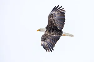 Mature bald eagle in flight at Ninepipe WMA near Ronan, Montana, USA Mature bald eagle in flight at Ninepipe WMA near Ronan, Montana, USA
