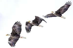 Mature bald eagle in flight sequence at Ninepipe WMA near Ronan, Montana, USA digital Mature bald eagle in flight sequence at Ninepipe WMA near Ronan, Montana, USA digital