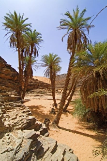 Mauritania, Adrar, Terjit oasis, Vertical view Mauritania, Adrar, Terjit oasis, Vertical view