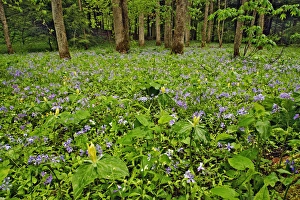 Meadow of Blue Phlox (Phlox divaricata) and Yellow Trillium (Trillium luteum) Meadow of Blue Phlox (Phlox divaricata) and Yellow Trillium (Trillium luteum)