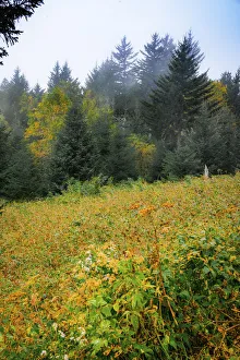 Meadow, Blue Ridge Parkway, Smoky Mountains, USA Meadow, Blue Ridge Parkway, Smoky Mountains, USA