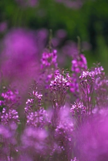 North America Flora Prints: Meadow of fireweed