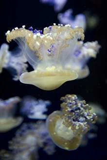 Mediterranean Jelly Fish (Cotylorhiza tuberculata) at the Monterey Bay Aquarium - Monterey Mediterranean Jelly Fish (Cotylorhiza tuberculata) at the Monterey Bay Aquarium - Monterey