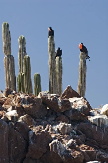 Mexico, Baja California, Bahia de las Animas. Magnificent Frigatebird (Fregate magnificens) Mexico, Baja California, Bahia de las Animas. Magnificent Frigatebird (Fregate magnificens)