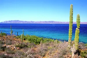 Mexico, Baja California Sur, Mulege, Bahia Concepcion, Cardon Cactus (Pachycereus Mexico, Baja California Sur, Mulege, Bahia Concepcion, Cardon Cactus (Pachycereus