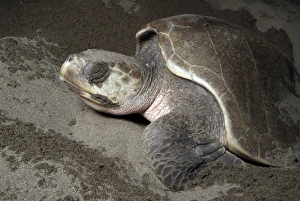 Mexico, Chiapas, Puerto Arista Turtle Research Station, Olive Ridley sea turtle Mexico, Chiapas, Puerto Arista Turtle Research Station, Olive Ridley sea turtle
