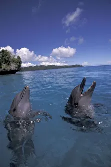 Micronesia, Palau Bottlenose dolphins (Tursiops truncatus) Micronesia, Palau Bottlenose dolphins (Tursiops truncatus)