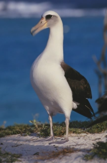Midway Atoll National Wildilfe Refuge, a Laysan Albatross (Phoebastria immutabilis) Midway Atoll National Wildilfe Refuge, a Laysan Albatross (Phoebastria immutabilis)