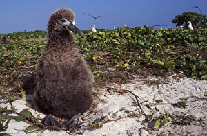 Midway Atoll National Wildlife Refuge, a Laysan Albatross chick (Phoebastria immutabilis) Midway Atoll National Wildlife Refuge, a Laysan Albatross chick (Phoebastria immutabilis)