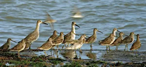 Migrating dowitchers and willets pause to rest and feed Migrating dowitchers and willets pause to rest and feed