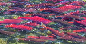 Migrating sockeye salmon, Katmai National Park, Alaska, USA Migrating sockeye salmon, Katmai National Park, Alaska, USA