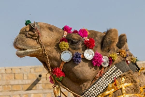 Military on decorated camels. Festival parade. Desert festival. Jaisalmer. Rajasthan Military on decorated camels. Festival parade. Desert festival. Jaisalmer. Rajasthan