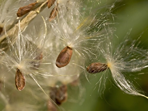 Milkweed seeds, native plants garden in Los Angeles, CA Milkweed seeds, native plants garden in Los Angeles, CA