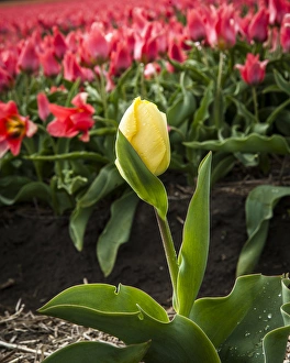 A mismatched yellow tulip growing in a row of red ones A mismatched yellow tulip growing in a row of red ones