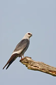 Mississippi Kite (Ictinia mississippiensis) adult perched on dead tree Mississippi Kite (Ictinia mississippiensis) adult perched on dead tree