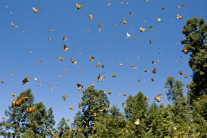 Monarch Butterflies(Danaus plexippus) in flight, El Rosario Butterfly Reserve, Michoacan Monarch Butterflies(Danaus plexippus) in flight, El Rosario Butterfly Reserve, Michoacan