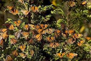 Monarch Butterflies(Danaus plexippus) on Pine Tree, El Rosario Butterfly Reserve Monarch Butterflies(Danaus plexippus) on Pine Tree, El Rosario Butterfly Reserve