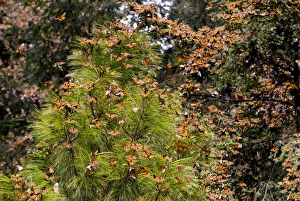 Monarch Butterflies(Danaus plexippus) in Pine Trees, El Rosario Butterfly Reserve Monarch Butterflies(Danaus plexippus) in Pine Trees, El Rosario Butterfly Reserve