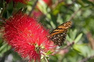 A monarch butterfly feeding on the bloom of a Crimson Bottlebrush near Teotihuacan A monarch butterfly feeding on the bloom of a Crimson Bottlebrush near Teotihuacan