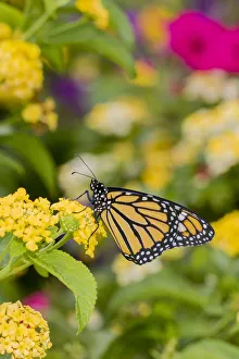 Monarch (Danaus plexippus) on Lantana sp. Marion County, Illinois Monarch (Danaus plexippus) on Lantana sp. Marion County, Illinois
