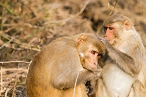 Monkeys. Keoladeo Ghana National Park. Unesco biosphere reserve. Rajasthan. India Monkeys. Keoladeo Ghana National Park. Unesco biosphere reserve. Rajasthan. India