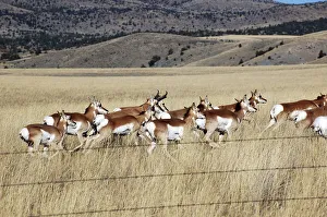 Montana, Three Forks. Herd of pronghorn (antelope) in a prairie Montana, Three Forks. Herd of pronghorn (antelope) in a prairie