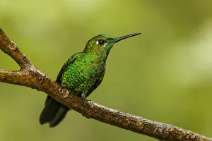 Monteverde National Park, Costa Rica. Green-crowned brilliant hummingbird (Heliodoxa Monteverde National Park, Costa Rica. Green-crowned brilliant hummingbird (Heliodoxa