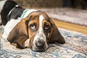 Three month old Basset puppy looking forlorn as she reclines on an area rug in (PR) Three month old Basset puppy looking forlorn as she reclines on an area rug in (PR)