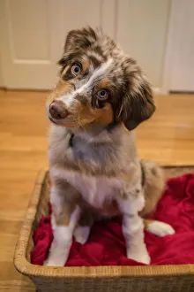Four month old Red Merle Australian Shepherd puppy sitting in a basket with her head cocked Four month old Red Merle Australian Shepherd puppy sitting in a basket with her head cocked
