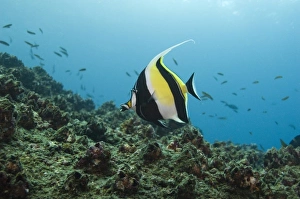 Moorish Idol (Zanclus canescens) off of Wolf Island, Galapagos Islands, Ecuador Moorish Idol (Zanclus canescens) off of Wolf Island, Galapagos Islands, Ecuador