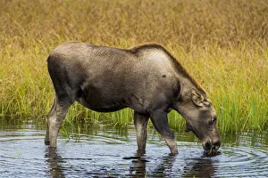 Moose (Alces alces), Kenai Peninsula, Alaska, USA Moose (Alces alces), Kenai Peninsula, Alaska, USA