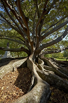 Moreton Fig Tree (Ficus Macrophylla), Auckland Domain, Auckland, North Island, New Moreton Fig Tree (Ficus Macrophylla), Auckland Domain, Auckland, North Island, New