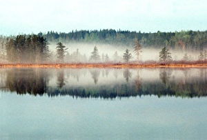 Morning fog in a bog of the BWCAW; Minnesota-Ontario Morning fog in a bog of the BWCAW; Minnesota-Ontario