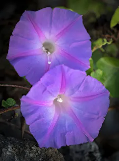 Morning glory, Ipomoea hederacea, Ding Darling National Wildlife Refuge, Florida Morning glory, Ipomoea hederacea, Ding Darling National Wildlife Refuge, Florida