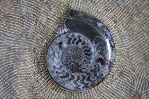 Morocco, fossil polishing and teatment, natulis spiral shell fossil Morocco, fossil polishing and teatment, natulis spiral shell fossil