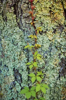 Mossy bark, Peaks Of Otter, Blue Ridge Parkway, Smoky Mountains, USA Mossy bark, Peaks Of Otter, Blue Ridge Parkway, Smoky Mountains, USA