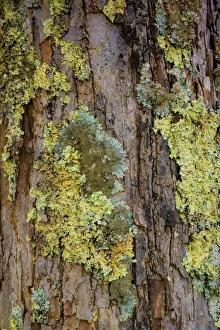 Mossy bark, Shenandoah, Blue Ridge Parkway, Smoky Mountains, USA Mossy bark, Shenandoah, Blue Ridge Parkway, Smoky Mountains, USA
