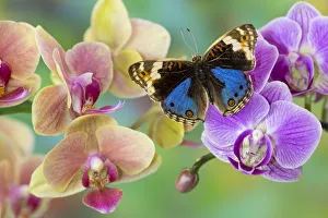 Moth orchid, Phalaenopsis and blue tropical butterfly Junonia orithya Moth orchid, Phalaenopsis and blue tropical butterfly Junonia orithya
