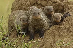 Mother and young Banded mongoose on termite mound, Serengeti National Park, Tanzania Mother and young Banded mongoose on termite mound, Serengeti National Park, Tanzania