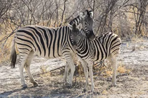 Mother zebra (Equus quagga burchellii ) hangs her head protectively over her offspring Mother zebra (Equus quagga burchellii ) hangs her head protectively over her offspring