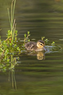Mottled Duck (Anas fulvigula) duckling on pond Mottled Duck (Anas fulvigula) duckling on pond
