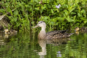 Mottled Duck (Anas fulvigula) hen and young feeding Mottled Duck (Anas fulvigula) hen and young feeding
