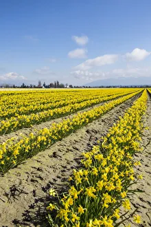 Mount Vernon, Skagit Valley, Washington, daffodil field Mount Vernon, Skagit Valley, Washington, daffodil field