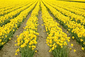 Mount Vernon, Washington State, USA. Field of yellow daffodils Mount Vernon, Washington State, USA. Field of yellow daffodils